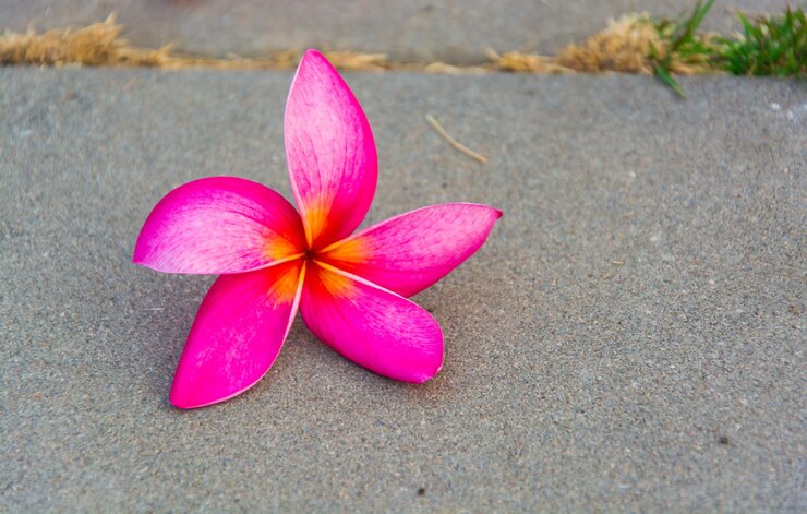 Foto close-up de flor rosa e roxa em terra
