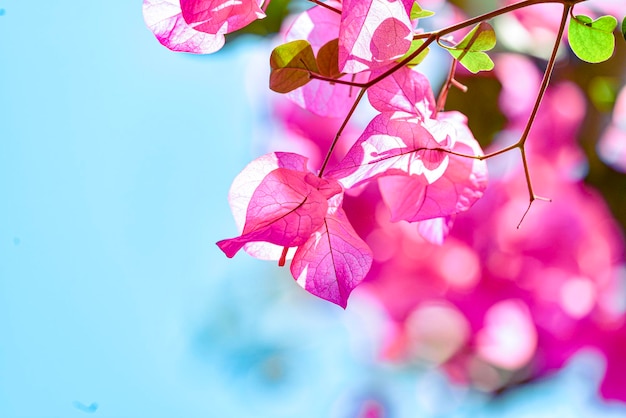 Close-up de flor rosa em uma árvore