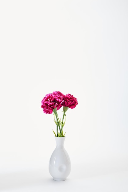 Foto close-up de flor rosa em vaso contra fundo branco