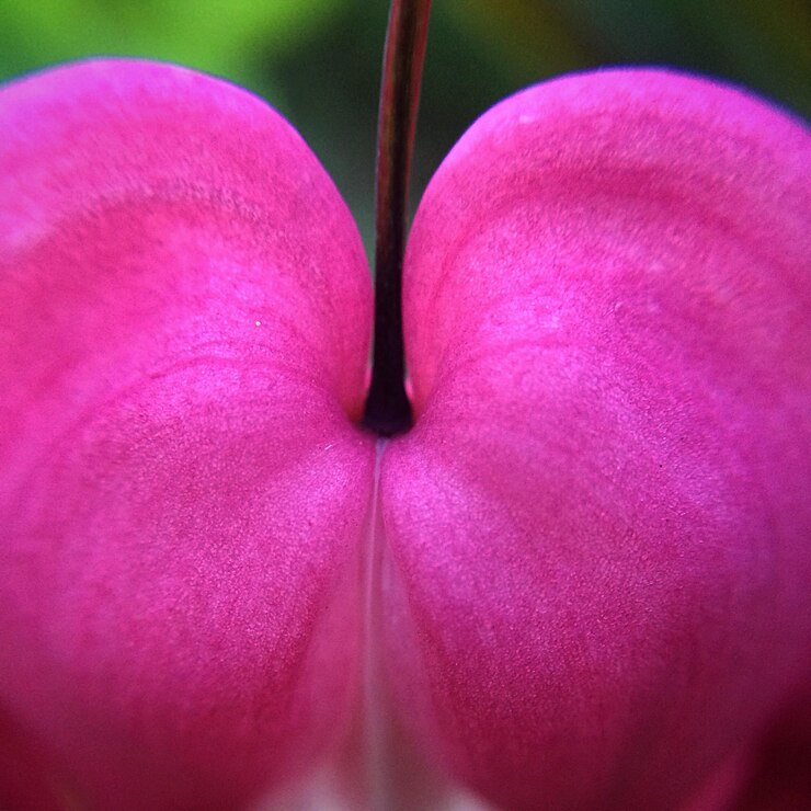 Foto close-up de flor rosa florescendo ao ar livre