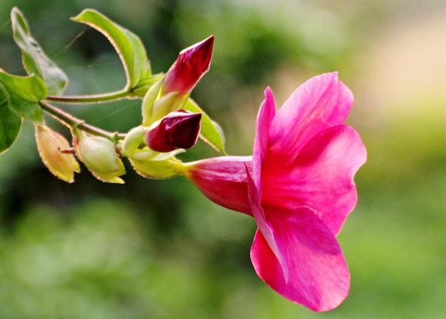Close-up de flor rosa florescendo ao ar livre