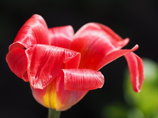 Foto close-up de flor rosa florescendo contra fundo preto