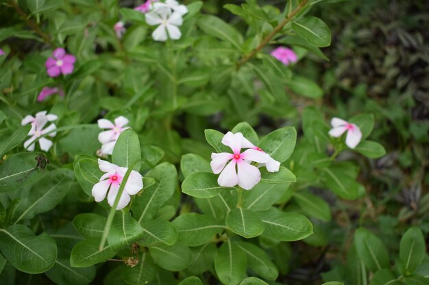 Foto close-up de flor rosa florescendo no jardim