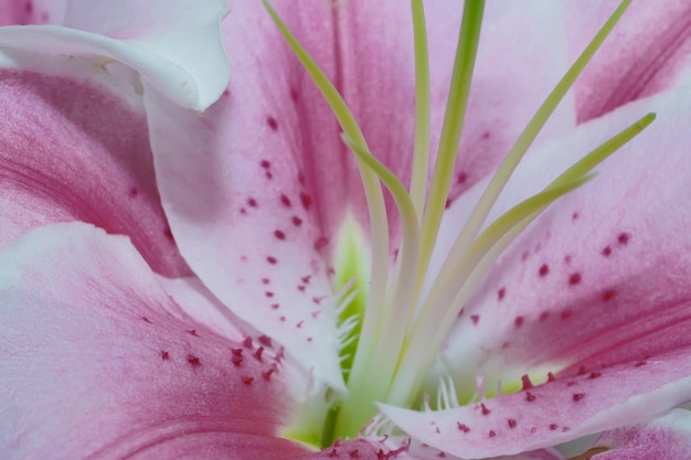 close-up de flor rosa. fundo de beleza. fundo rosa abstrato