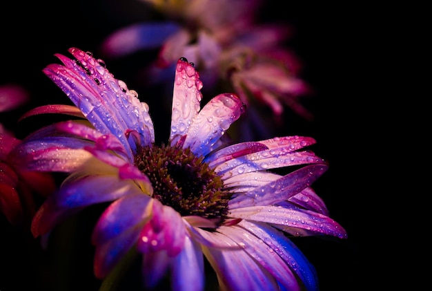 Close-up de flor rosa molhada à noite
