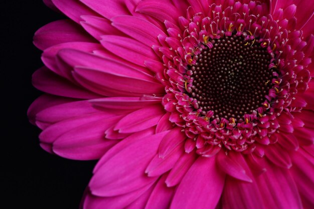 Close-up de flor rosa sobre fundo preto