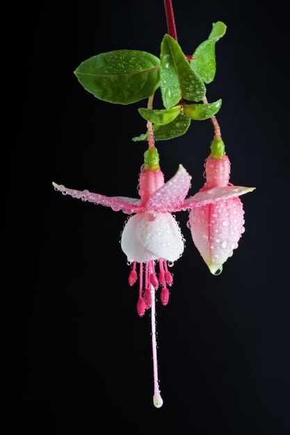 Foto close-up de flor rosa úmida com botão contra fundo preto