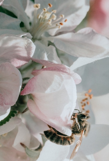 close up de flor rosa