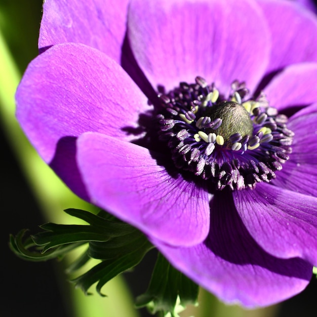 Close-up de flor roxa crescendo ao ar livre