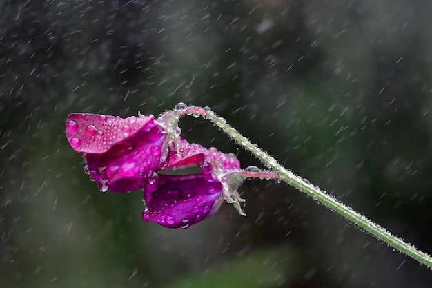 Foto close-up de flor roxa molhada na estação chuvosa