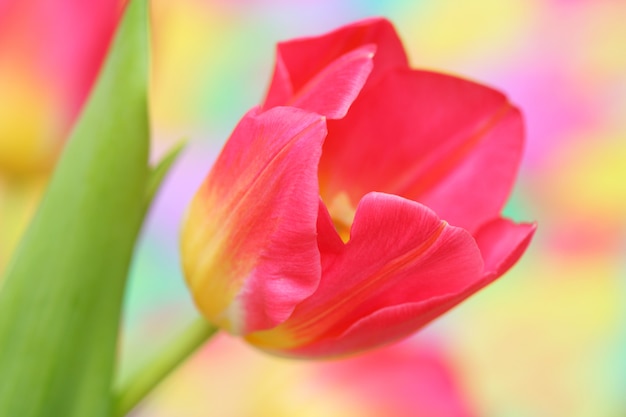 Close-up, de, flor tulipa