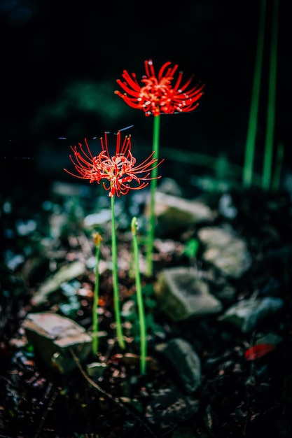 Close-up de flor vermelha à noite