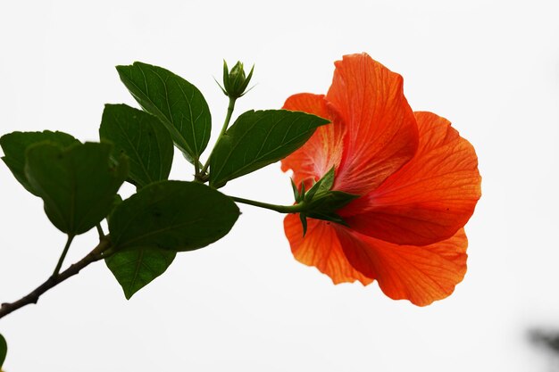 Foto close-up de flor vermelha contra fundo branco