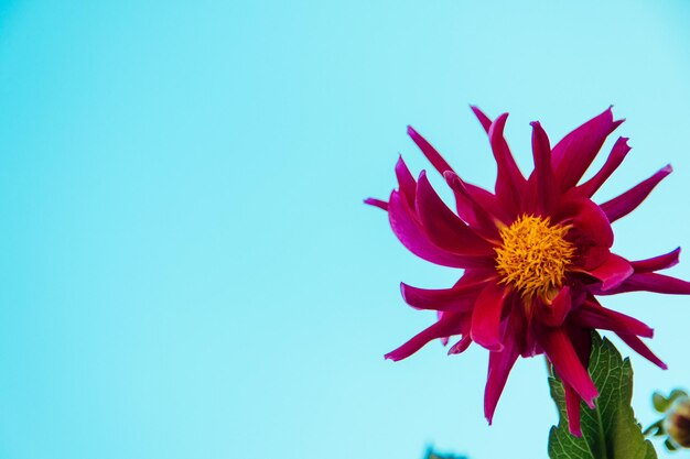 Foto close-up de flor vermelha contra o céu azul