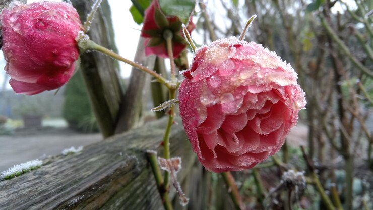 Foto close-up de flor vermelha crescendo em uma árvore
