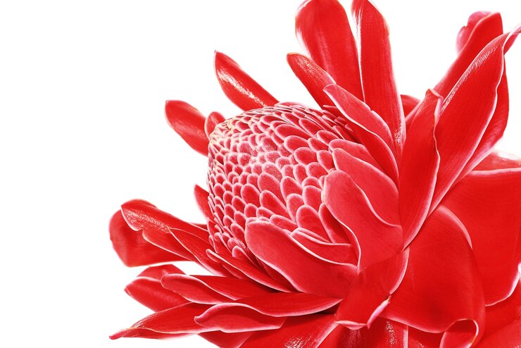 Foto close-up de flor vermelha em fundo branco