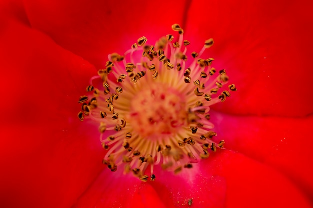 Close-up de flor vermelha. feche acima da parte interna de uma flor vermelha.