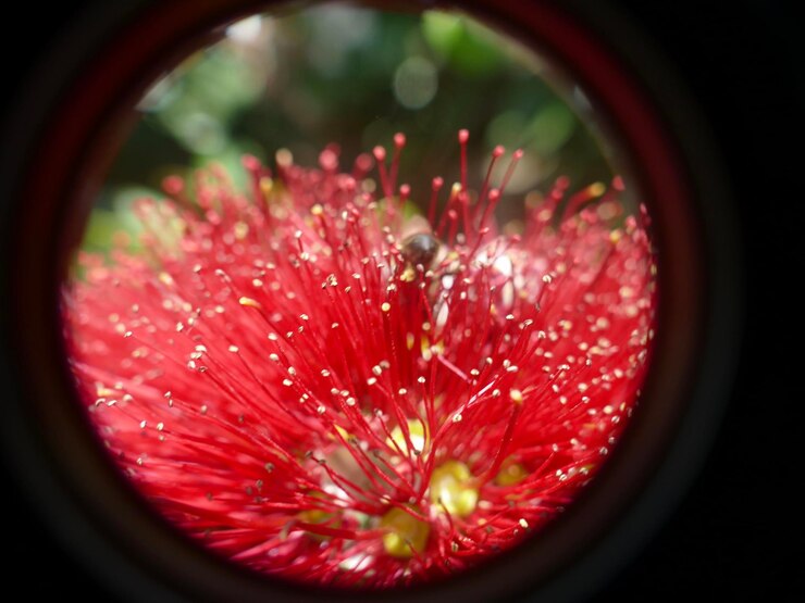 Foto close-up de flor vermelha molhada em vidro