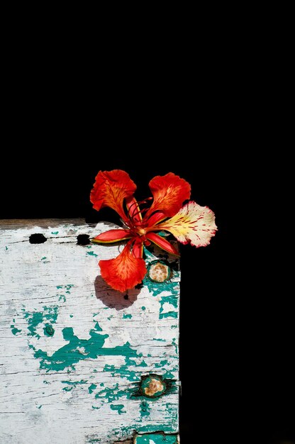 Foto close-up de flor vermelha sobre fundo preto