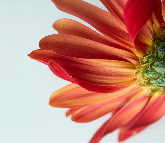 Close-up de flor vermelha