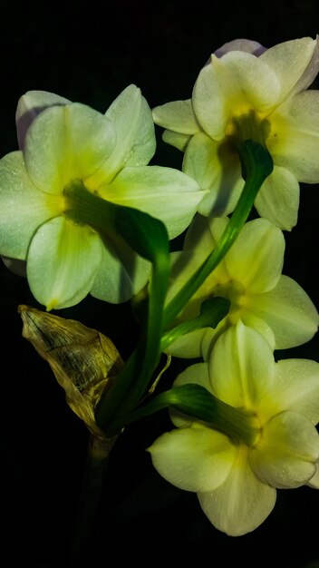 Close-up de flores amarelas contra fundo preto