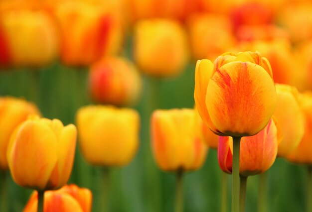 Foto close-up de flores amarelas contra um fundo desfocado