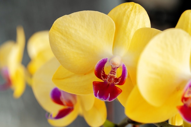 Close-up de flores amarelas de orquídea no fundo desfocado