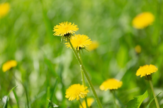 Close-up de flores amarelas de primavera no chão flores de dente-de-leão amarelas em um campo de fundo verde