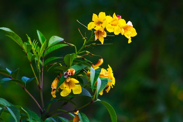 Close-up de flores amarelas florescendo ao ar livre