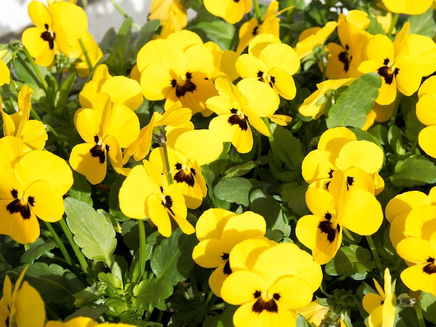 Foto close-up de flores amarelas florescendo no campo