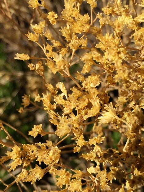 Foto close-up de flores amarelas secas