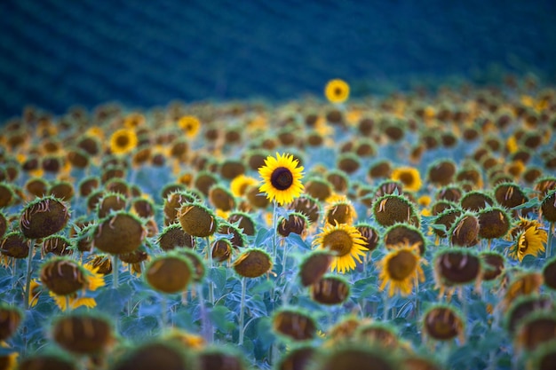 Close-up de flores amarelas