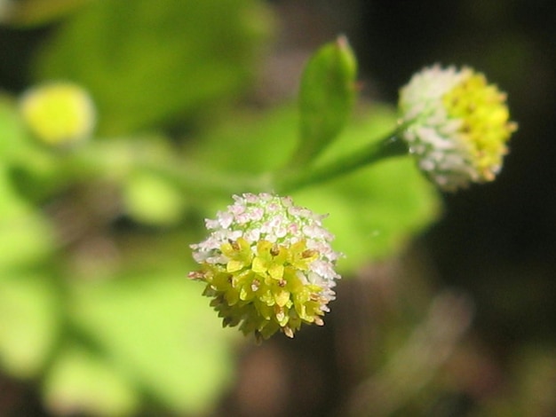 Close-up de flores amarelas