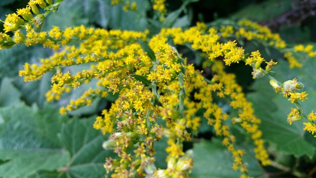 Foto close-up de flores amarelas