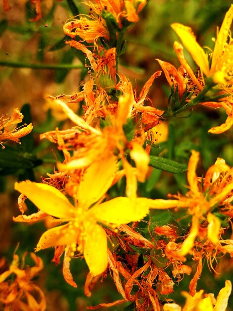 Foto close-up de flores amarelas