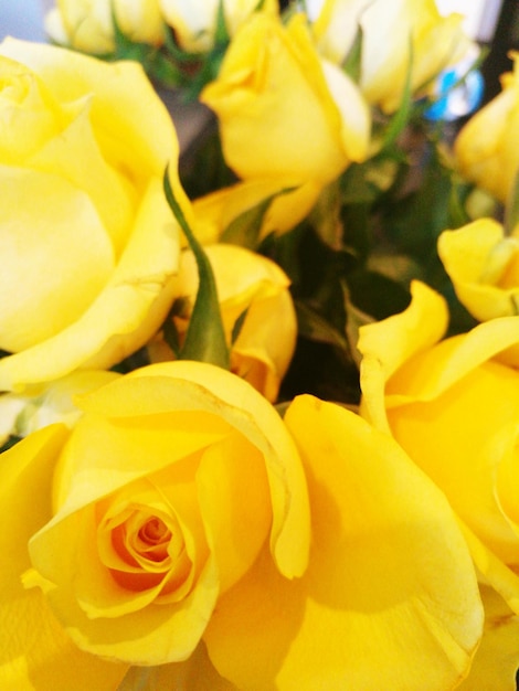 Foto close-up de flores amarelas