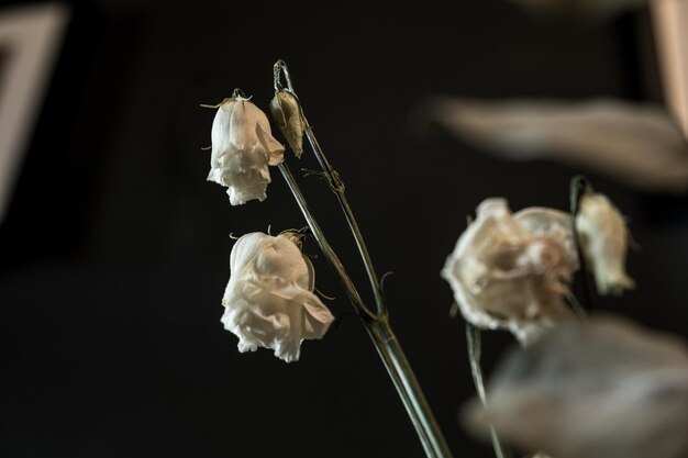 Foto close-up de flores brancas contra um fundo desfocado