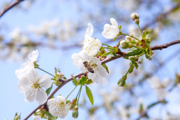 Close-up de flores brancas de cerejeira na primavera