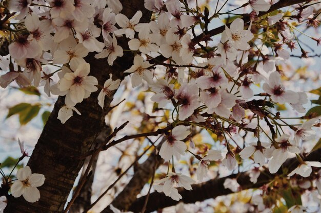 Foto close-up de flores brancas de cerejeira na primavera