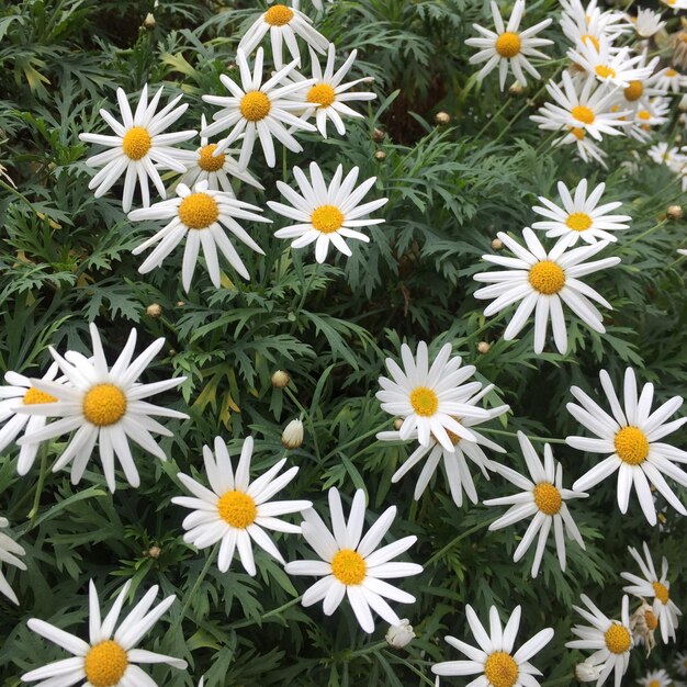 Foto close-up de flores brancas de margarida florescendo no campo