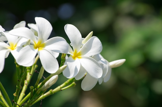 Close up de flores brancas de plumeria