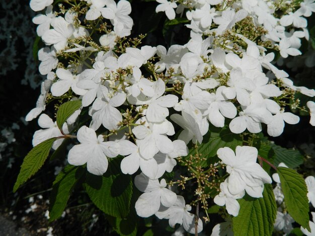 Foto close-up de flores brancas em árvores