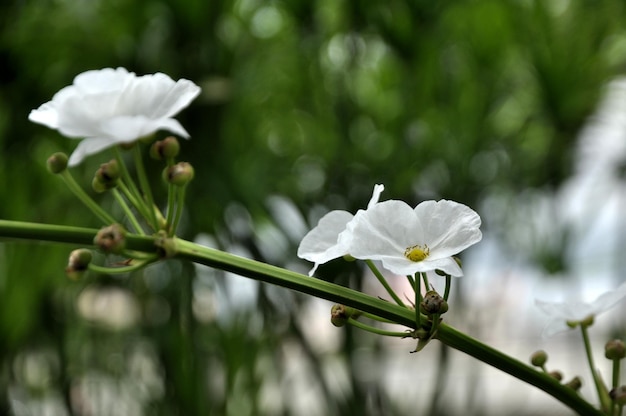 Close-up de flores brancas florescendo ao ar livre