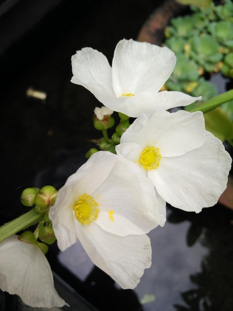 Foto close-up de flores brancas florescendo ao ar livre