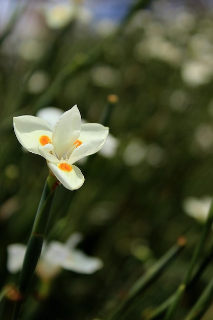 Foto close-up de flores brancas florescendo ao ar livre