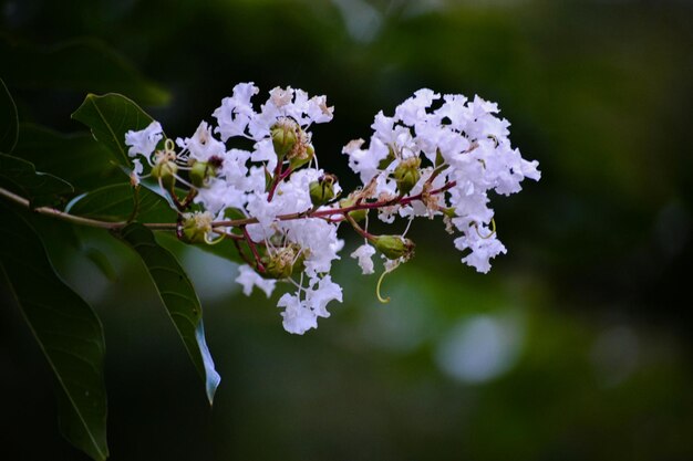 Close-up de flores brancas florescendo em árvores