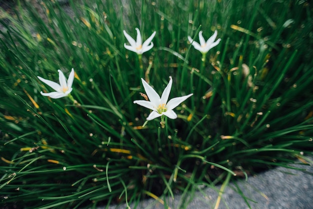 Close-up de flores brancas florescendo no campo