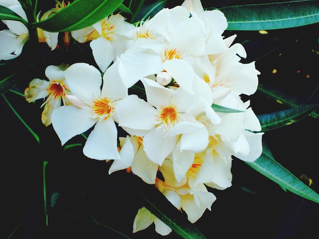 Close-up de flores brancas florescendo no jardim
