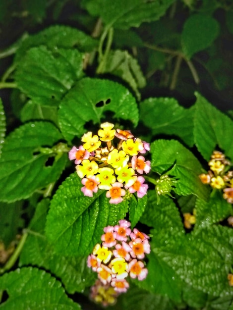 Foto close-up de flores brancas frescas