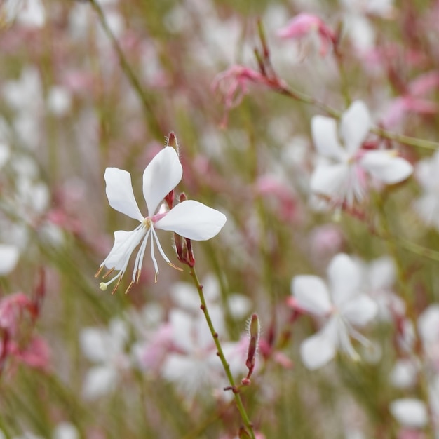 close-up de flores brancas Gaura Whirling Butterflies